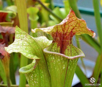 Sarracenia Oreophila x leucophylla - S S38 фото