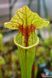 Sarracenia Oreophila x leucophylla - S S38 фото 3