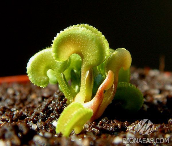 Dionaea muscipula Cudo - S DM36 фото