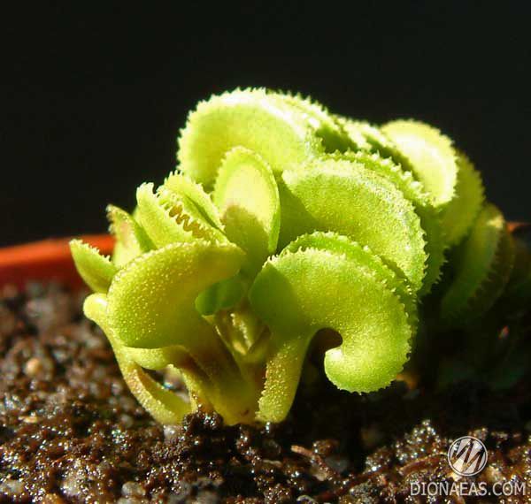 Dionaea muscipula Cudo - S DM36 фото