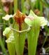Sarracenia Oreophila x leucophylla - S S38 фото 2