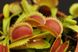 Dionaea muscipula "Green Piranha" - S DM93 фото 1