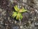 Dionaea muscipula Cudo - S DM36 фото 7