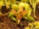 Dionaea muscipula Cudo - S DM36 фото 4