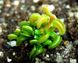 Dionaea muscipula Cudo - S DM36 фото 6
