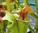 Sarracenia Oreophila x leucophylla - S S38 фото 1