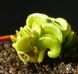 Dionaea muscipula Cudo - S DM36 фото 3