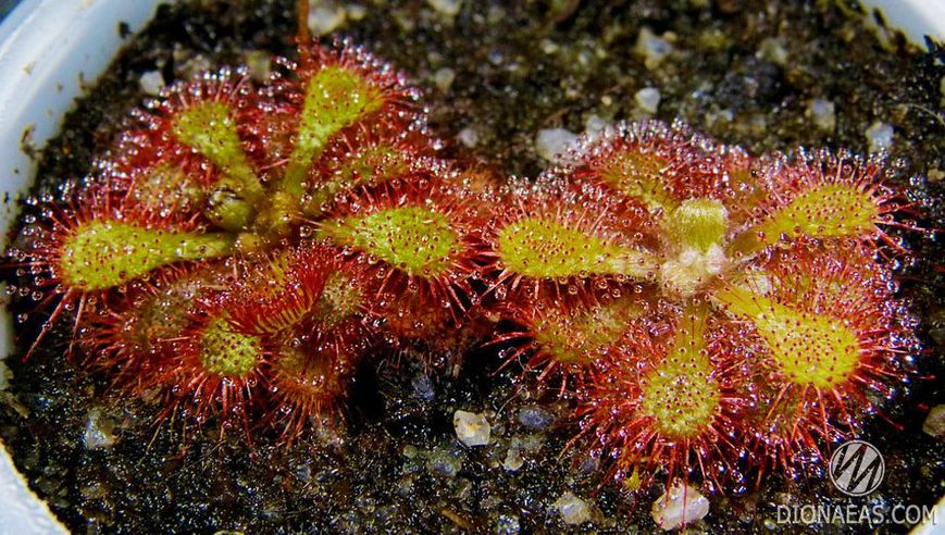 Drosera sp. South Africa SD-DR18 фото