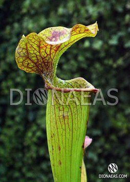 Sarracenia hybrid 14 - S S46 фото