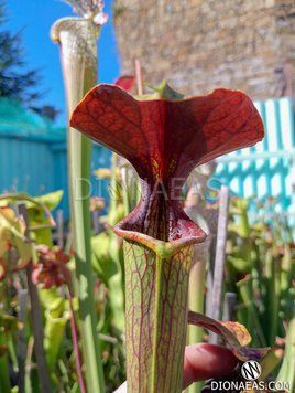 Sarracenia Flava x Alata Red Lid hybrid S66 фото