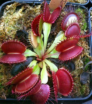 Dionaea muscipula "Dingley Giant" - M DM80 фото