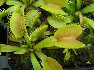 Dionaea muscipula "Dingley Giant" - M DM80 фото