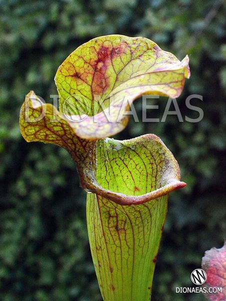 Sarracenia hybrid 14 - S S46 фото