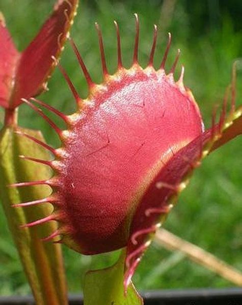 Dionaea muscipula "Dingley Giant" - M DM80 фото