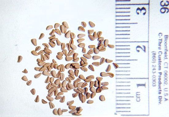 Семена Sarracenia MIX SD-SR-MIX фото