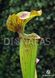 Sarracenia hybrid 14 - S S46 фото 1