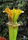 Sarracenia hybrid 14 - S S46 фото 2