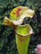 Sarracenia hybrid 14 - S S46 фото 3