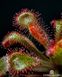 Drosera Coccicaulis - Drosera venusta, Drosera natalensis DR03 фото 1