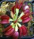 Dionaea muscipula "Dingley Giant" - M DM80 фото 1