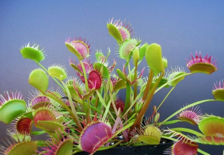Dionaea muscipula Cropped tooth - S DM44 фото