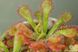 Drosera Coccicaulis - Drosera venusta, Drosera natalensis DR03 фото 8