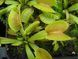 Dionaea muscipula "Dingley Giant" - M DM80 фото 2