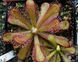 Drosera Coccicaulis - Drosera venusta, Drosera natalensis DR03 фото 6