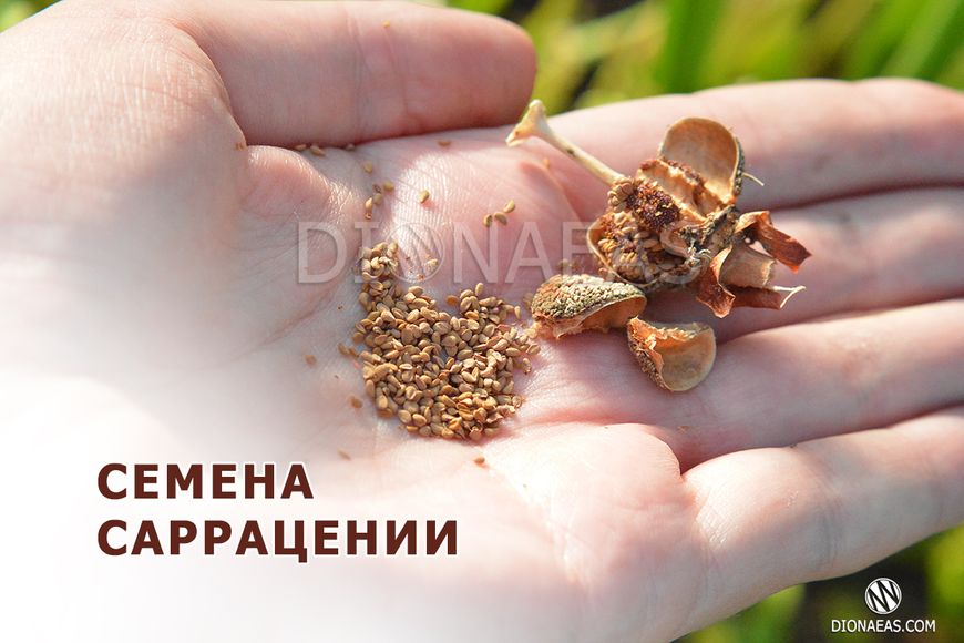 Семена Sarracenia MIX SD-SR-MIX фото