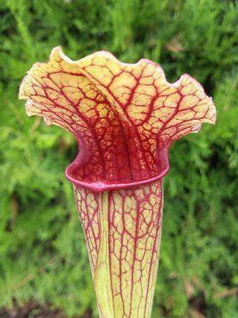 Sarracenia Fiona - S S56 фото