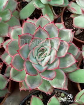 Echeveria Pulidonis SU15 фото