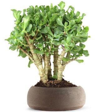 Crassula Arborescens Curly - Товстянка деревоподібна, Красула кучерява, нефритове дерево SU85 фото
