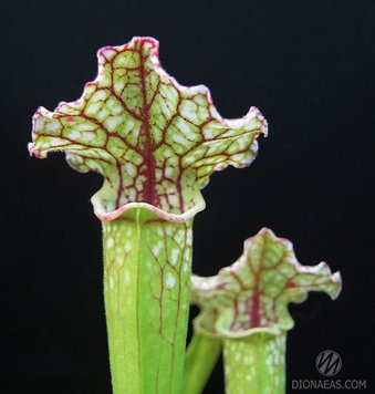 Sarracenia Leucophylla hybrid A-S S02 фото