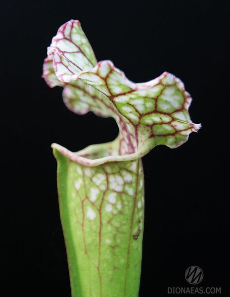 Sarracenia Leucophylla hybrid A-S S02 фото