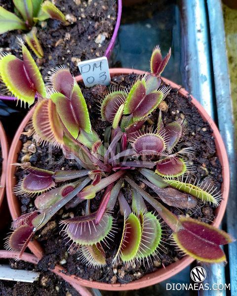 Dionaea muscipula Clayton's Volcanic Red - S DM03 фото