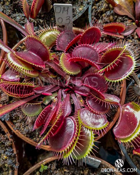 Dionaea muscipula Clayton's Volcanic Red - S DM03 фото