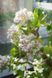 Crassula Arborescens Curly - Товстянка деревоподібна, Красула кучерява, нефритове дерево SU85 фото 6