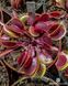 Dionaea muscipula Clayton's Volcanic Red - S DM03 фото 7