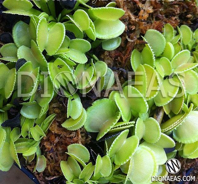 Dionaea muscipula Harmony - S DM53 фото