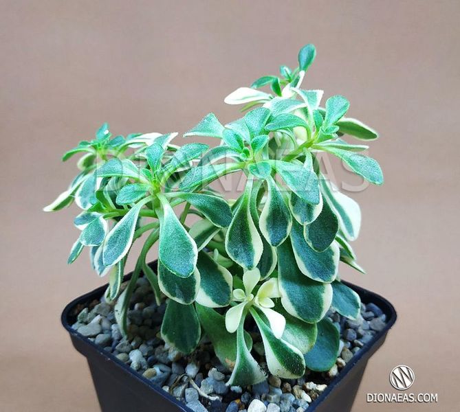 Aeonium domesticum variegata SU108 фото