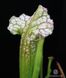 Sarracenia Leucophylla hybrid A-S S02 фото 5