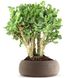 Crassula Arborescens Curly - Товстянка деревоподібна, Красула кучерява, нефритове дерево SU85 фото 5