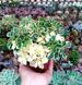 Aeonium domesticum variegata SU108 фото 1