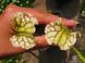 Sarracenia Leucophylla hybrid A-S S02 фото 2