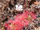 Drosera "Pygmaea" DR28 фото 6