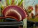 Dionaea muscipula Clayton's Volcanic Red - S DM03 фото 3