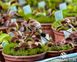 Dionaea muscipula Clayton's Volcanic Red - S DM03 фото 5