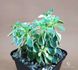 Aeonium domesticum variegata SU108 фото 2