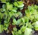 Dionaea muscipula Harmony - S DM53 фото 3