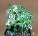 Aeonium domesticum variegata SU108 фото 4